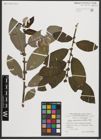 Foto von Salix appendiculata Vill.